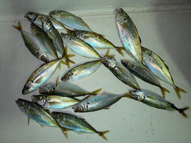 アジ　釣果写真