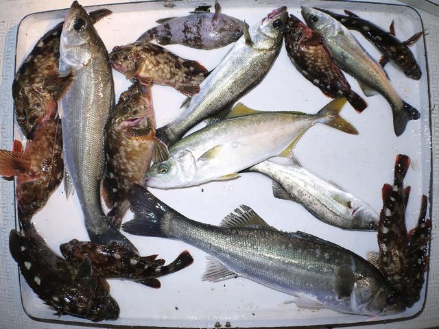 根魚　シーバス　ハマチ　釣果