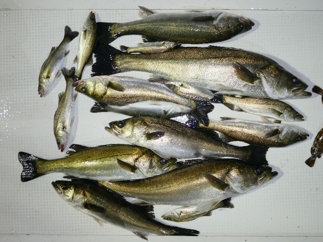 シーバス釣果