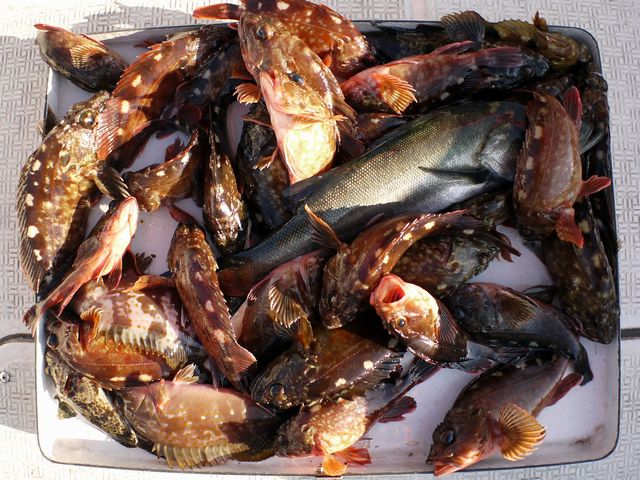 根魚　釣果写真