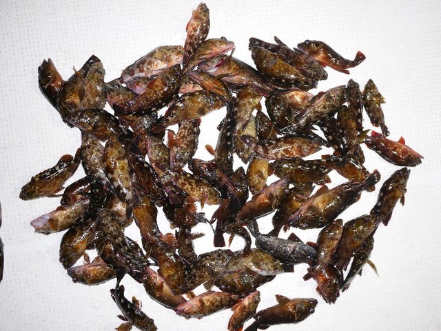 根魚　釣果