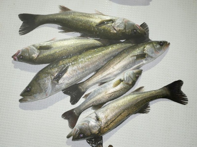 シーバス　釣果