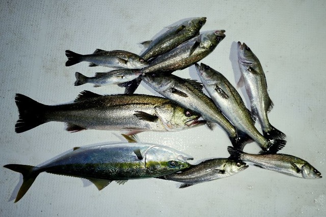 ワラサ シーバス 釣果