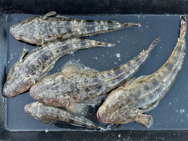 536367978778722644-7