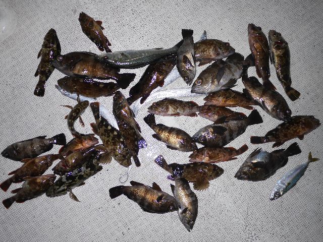 色んなの 釣果写真