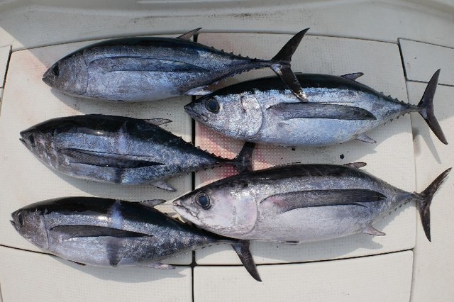 ビンチョウマグロ　釣果写真