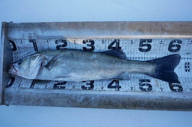 シーバス　60㎝UP