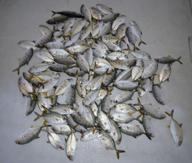 メッキ　釣果写真