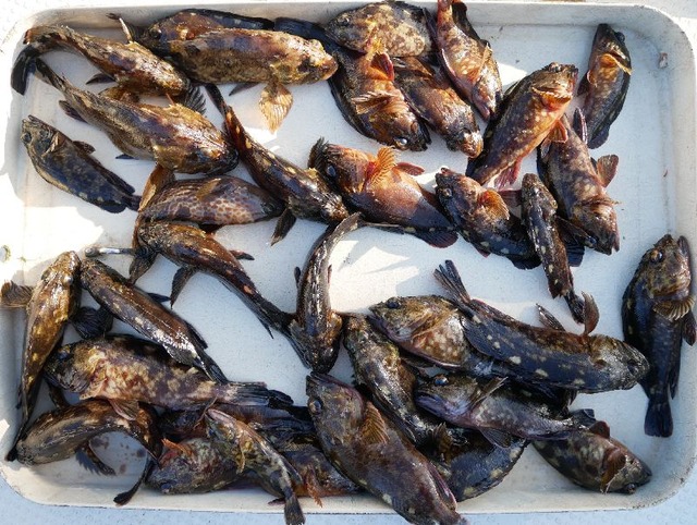 カサゴ　釣果写真