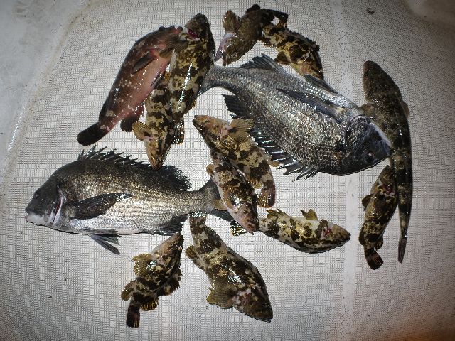 クロダイ&根魚釣果写真