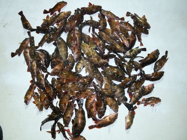 根魚　メバル　釣果写真