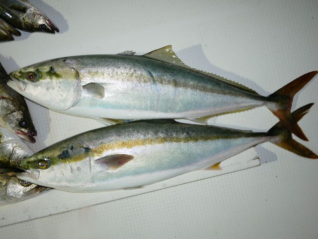 ブリ釣果