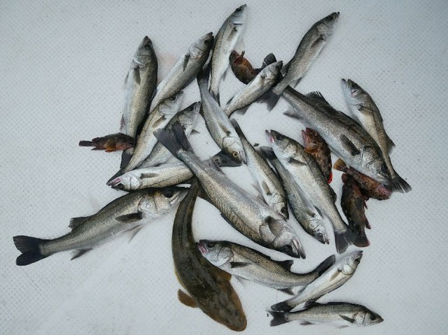 シーバス　釣果写真