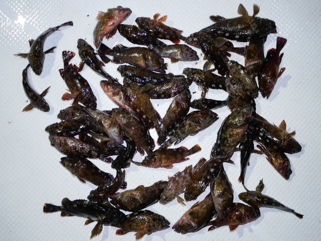 カサゴ 釣果