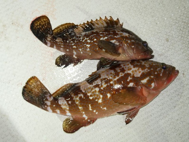 キジハタ　釣果写真