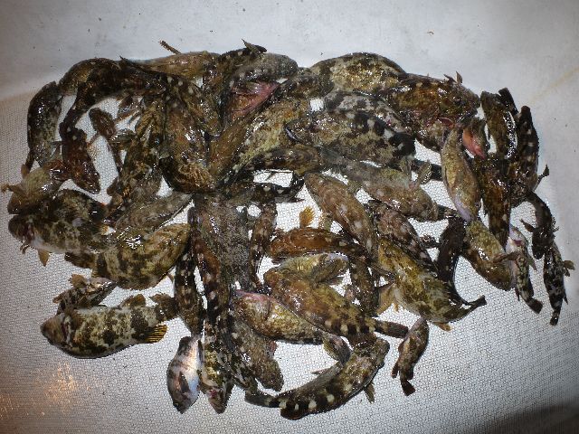 根魚　釣果写真