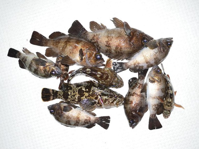 メバル　根魚　釣果