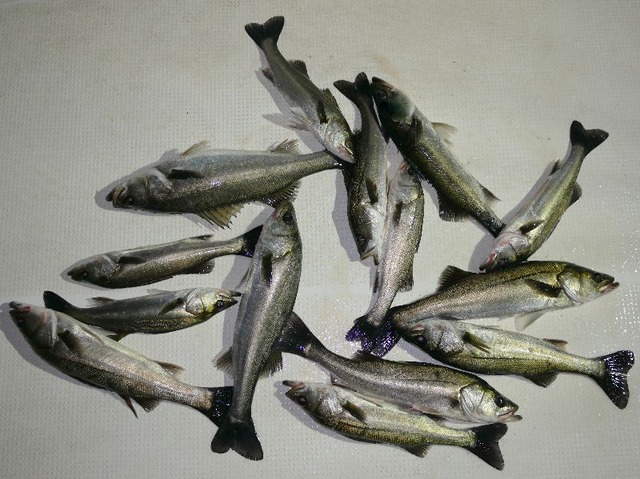 シーバス　釣果