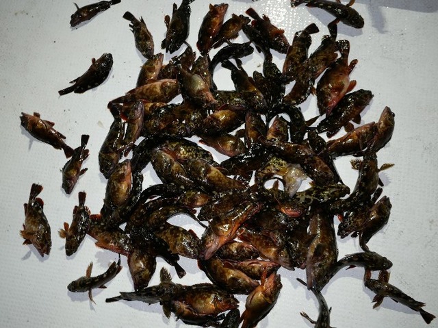 根魚　釣果写真