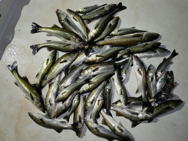 シーバス　釣果写真