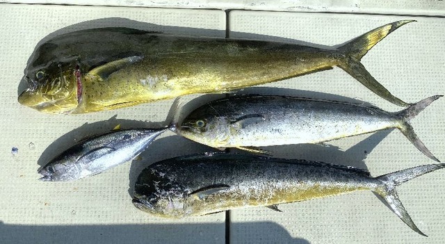 シイラ　釣果写真