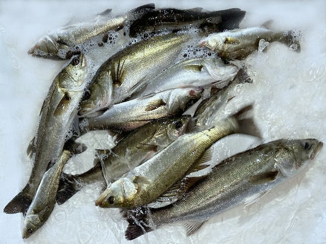 シーバス釣果