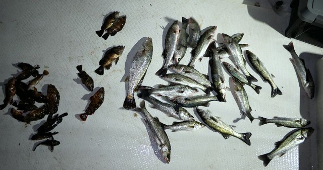 シーバス　根魚　メバル　釣果