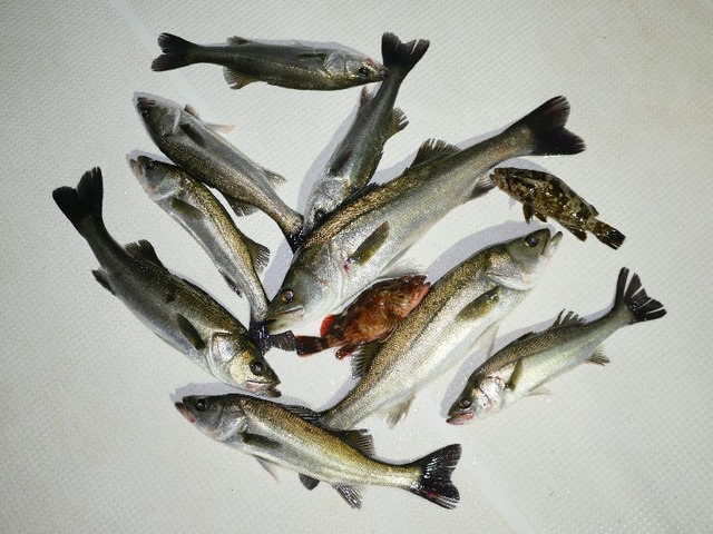シーバス釣果