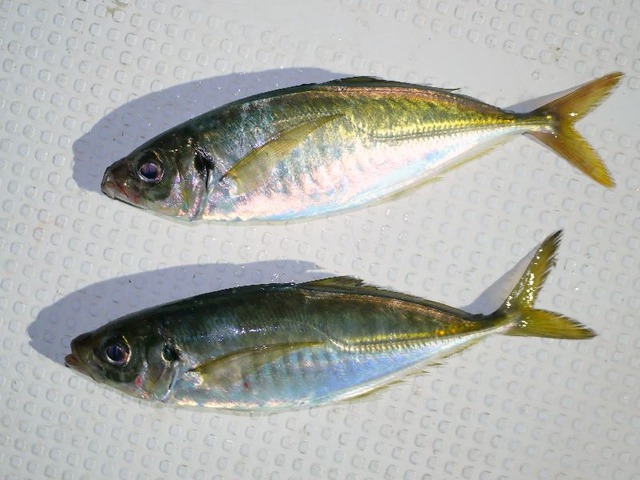 アジ釣果