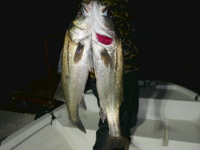 名古屋港シーバス