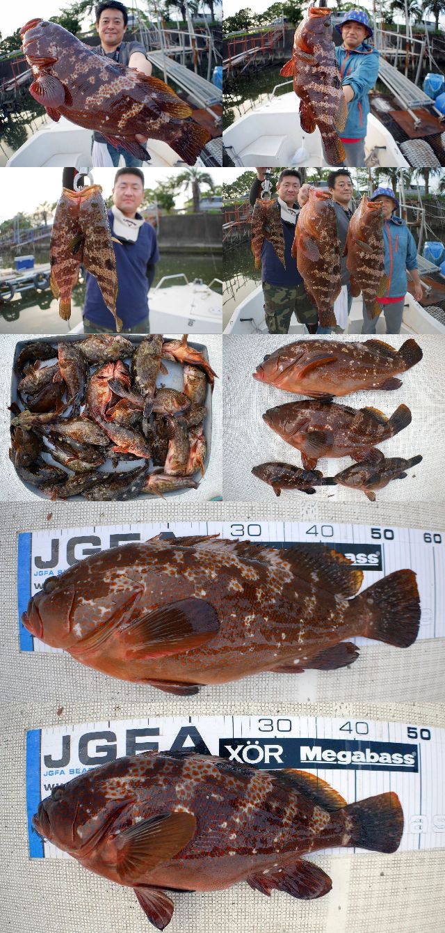 キジハタ　釣果写真