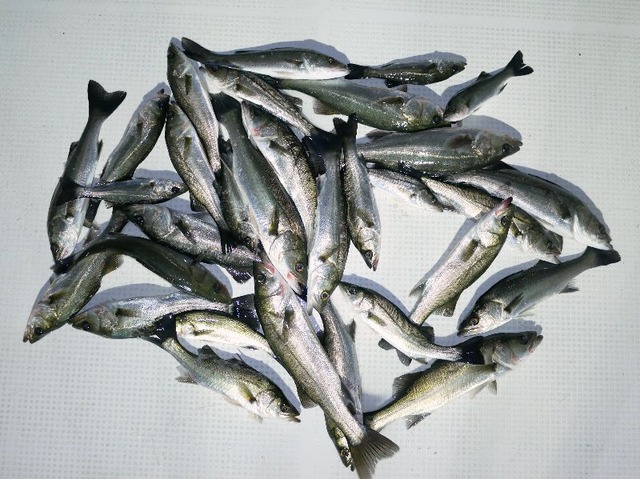 シーバス釣果