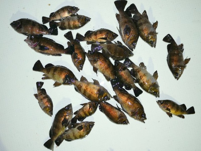 メバル　釣果