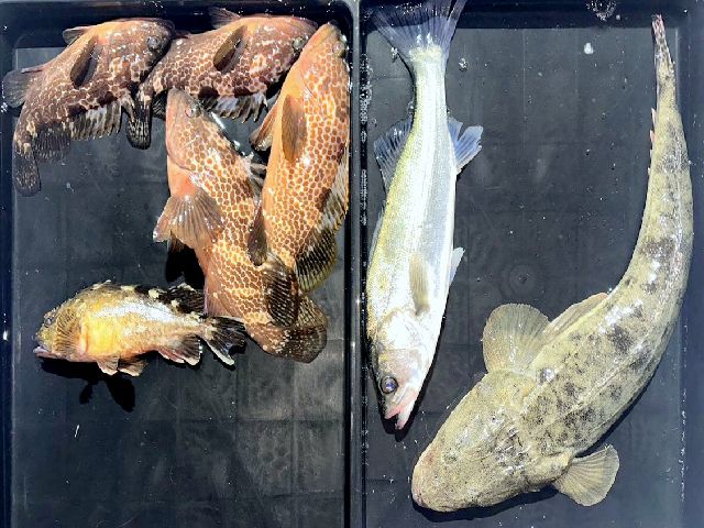 釣果写真-1