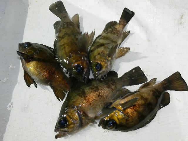 P1060615-1
