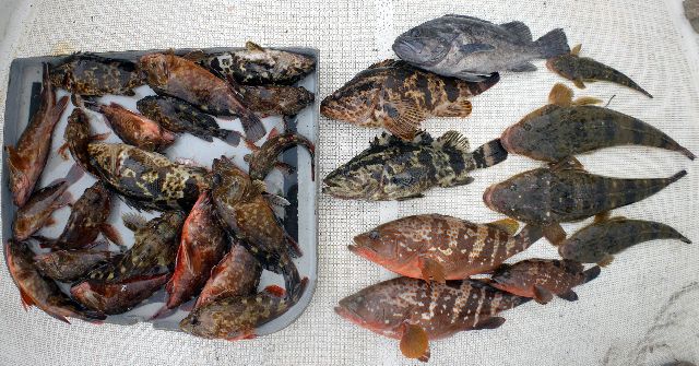 根魚&マゴチ 釣果写真