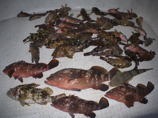 キジハタ　カサゴ　釣果写真