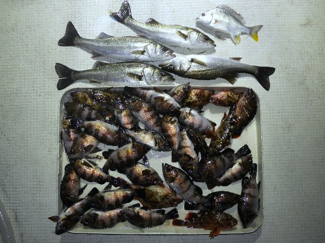 シーバス＆メバル　釣果写真