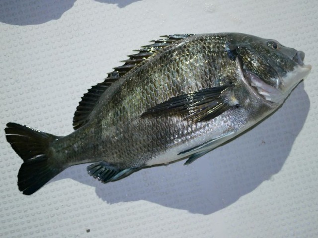 クロダイ釣果