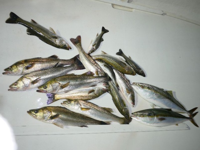 全釣果