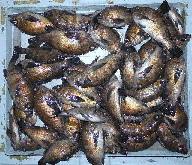 メバル　釣果写真