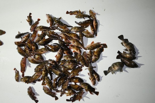 根魚 メバル 釣果