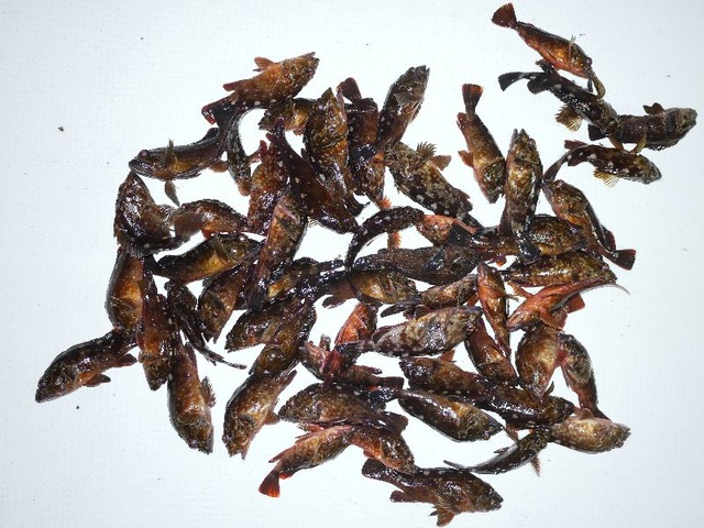 根魚 釣果