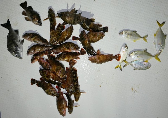 メッキ カサゴ 釣果