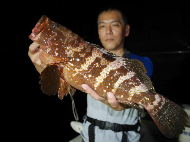 名古屋港 キジハタ