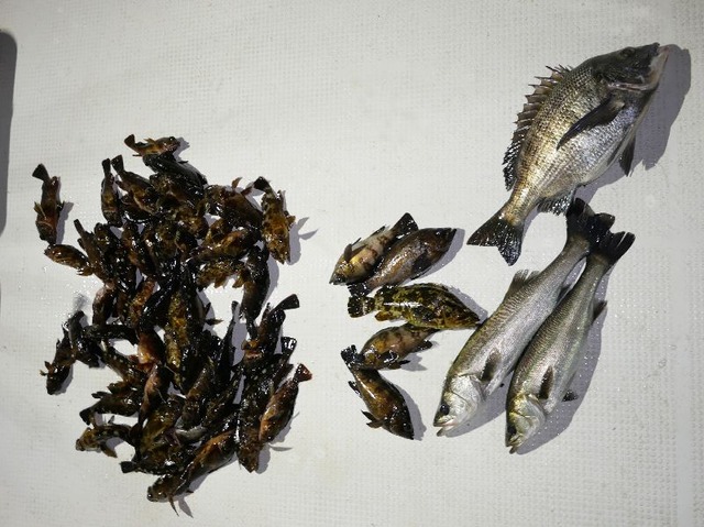 根魚　メバル　シーバス　クロダイ　釣果