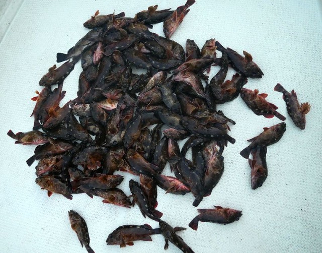 根魚　メバル　釣果写真