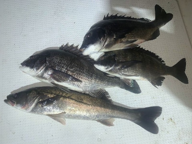 クロダイ シーバス 釣果