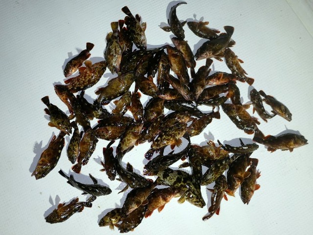 根魚 釣果写真