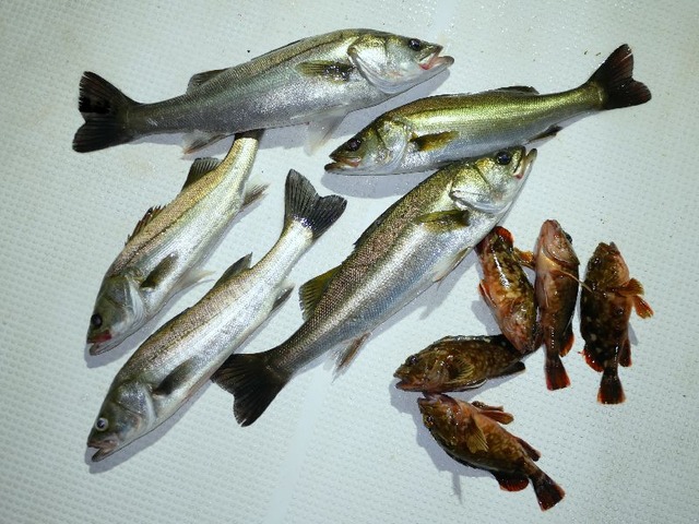 シーバス釣果